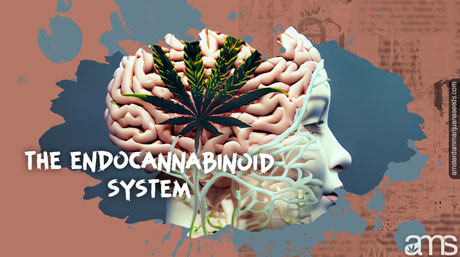 système endocannabinoïde