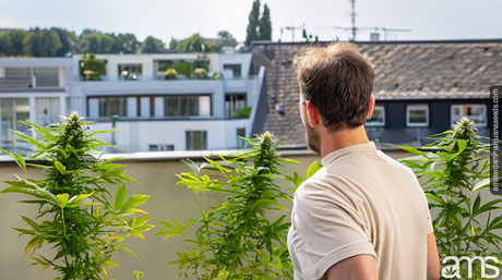 Le Luxembourg avec des plants de cannabis