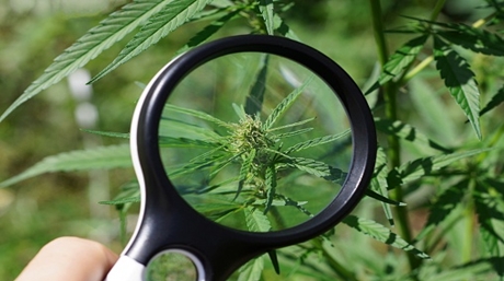 cannabis genom ett förstoringsglas