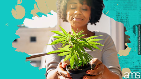 valt rätt cannabisstam
