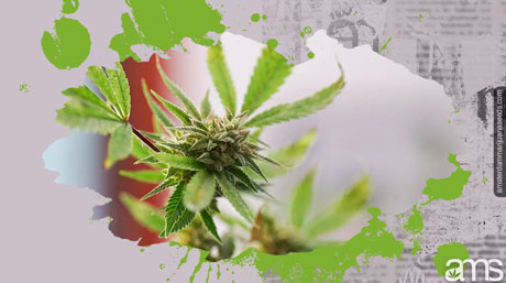 marijuana flower anatomy cannabis flower