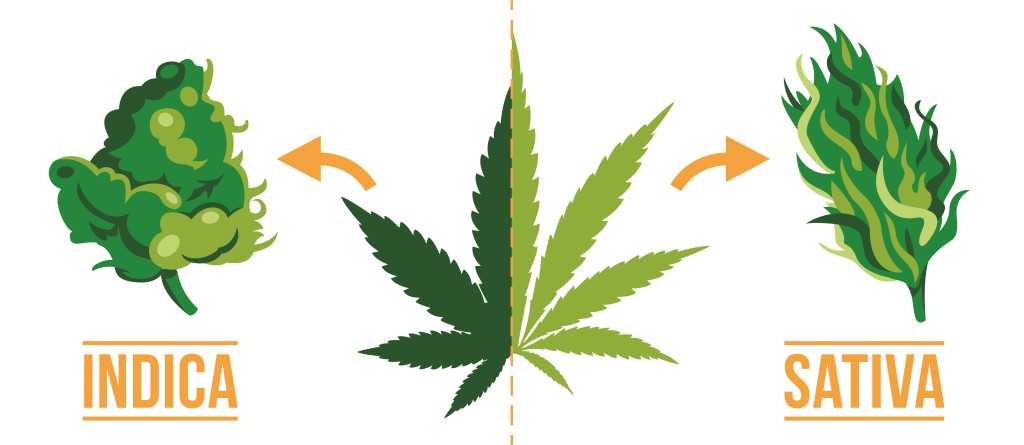 Graphique montrant les effets Indica vs Sativa – relaxation vs stimulation, comparaison des utilisations médicales