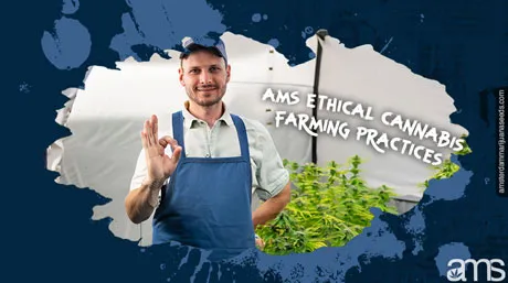 06 amsterdamse zadenbank ethische cannabisteeltpraktijken post img 1