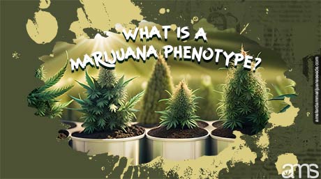 Different marijuana plants with different phenotypes