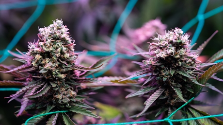 Haze weed strain Haze weed seeds