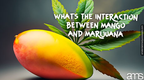 mango ve kenevir yaprağı