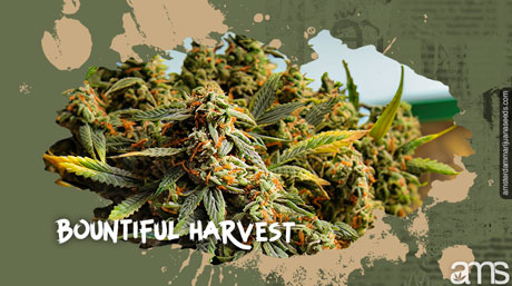 AMS amsterdammarijuanaseeds.com