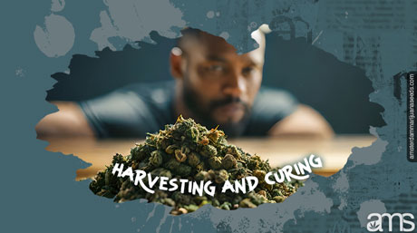 curated cannabis crop