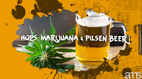 Pilsen ölmugg och humle