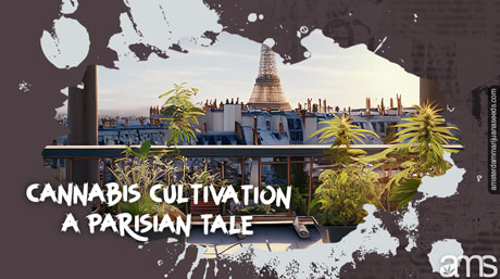 cannabis plants on a Parisian terrace