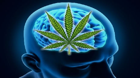 marijuana i hjärnan cannabishjärna