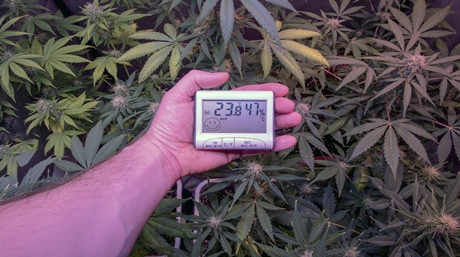 Marijuana kallt klimat