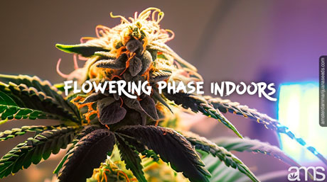 Cannabisplanta i blomningsstadiet inomhus