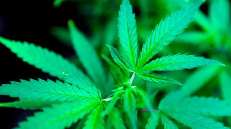 medical cannabis
