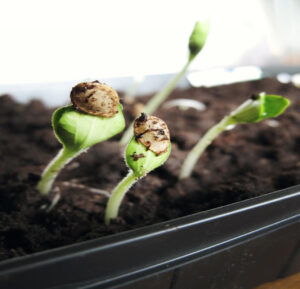 germination des graines de marijuana