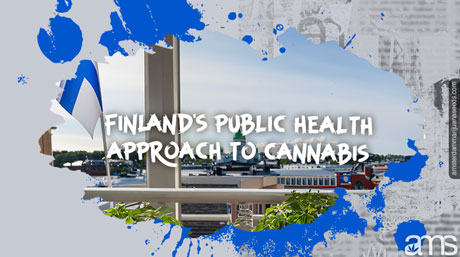 Plante de cannabis en pot d'Helsinki Finlande