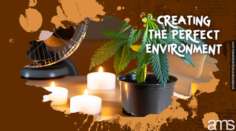 planta de cannabis