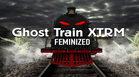 Ghost Train XTRM suşu Ghost Train XTRM esrar tohumları