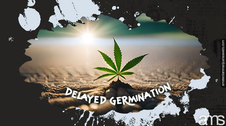 Cannabisväxt fördröjd groning