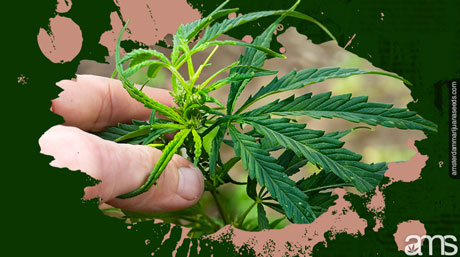 een cannabisplant met de hand fimmen