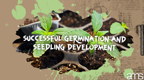 how to provide the ideal conditions for successful germination cannabis germinating