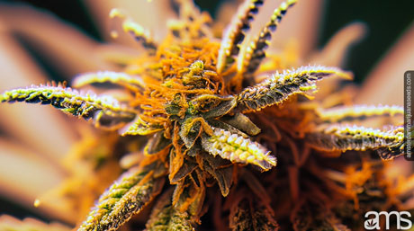 bernsteinfarbene Trichome einer Cannabispflanze