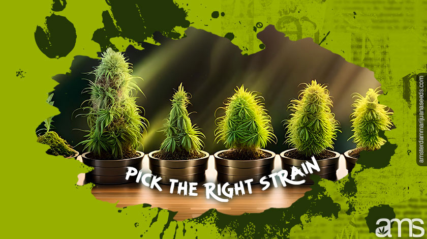 cannabisväxter