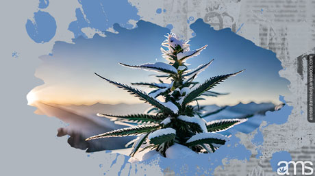 Cannabisplanta i snön