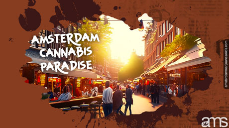 Amsterdam Cannabisparadis