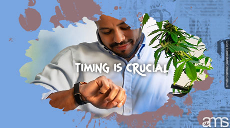 timing de la culture du cannabis