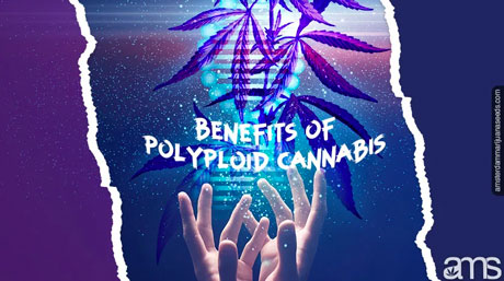 polyploid pott