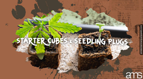 cannabis germination methods and techniques