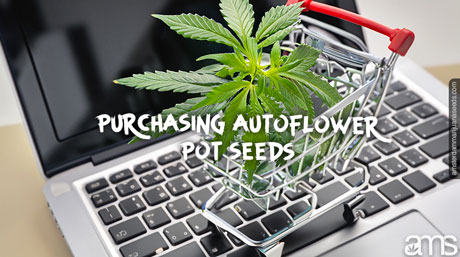 autoflower kruka frön guide