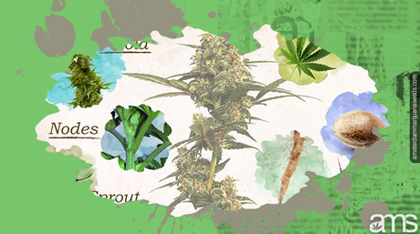 marijuana plant anatomy anatomy of plant