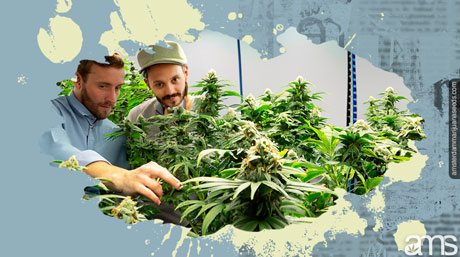 Amsterdam Esrar Genetiği