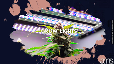 en odlingslampa som lyser upp en cannabisplanta