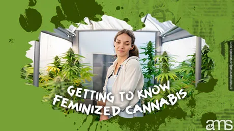 03 feminized cannabis leren kennen bericht img 1