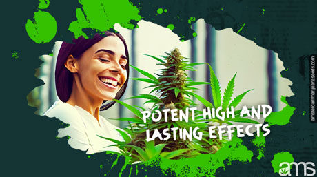 MOAB potent high and lasting effects