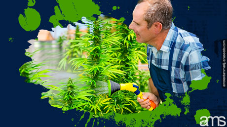 le producteur arrose lentement ses plants de mauvaises herbes