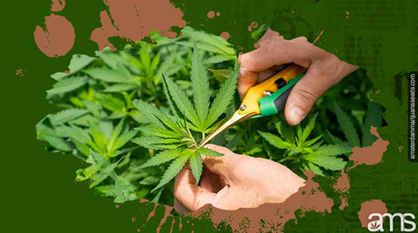 cannabis plant anatomy leaf trimming
