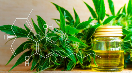 cannabidiol CBD Cannabidiol CBD