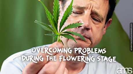 problèmes de feuilles de cannabis