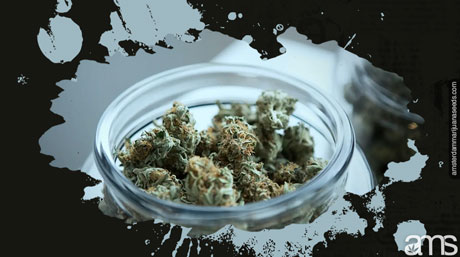 bota cannabisskörden