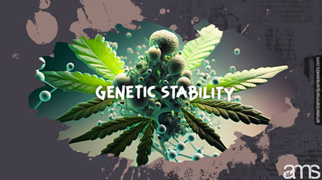genetic stability