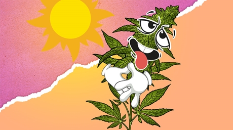 cannabisplant heeft water nodig Dorstige plant in de zon