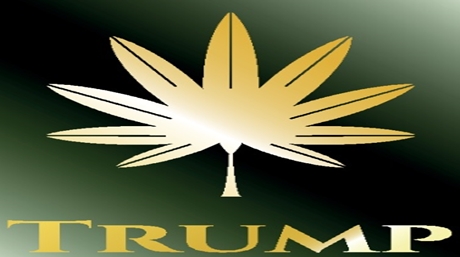 Trump and Marijuana Legalization