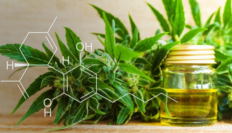 cannabidio1 1