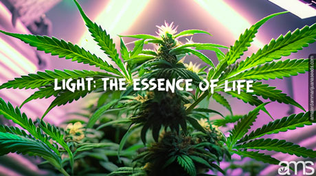 marijuana plant in a grow room under a grow lamp