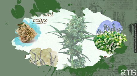 marijuana plant anatomy trichomes THC trichomes