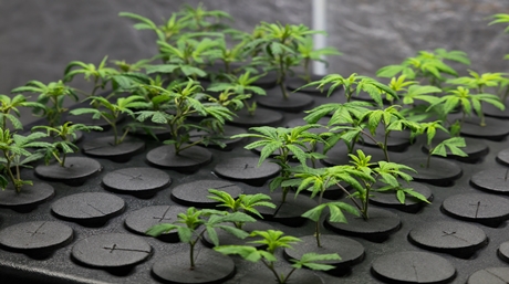 clonage de cannabis